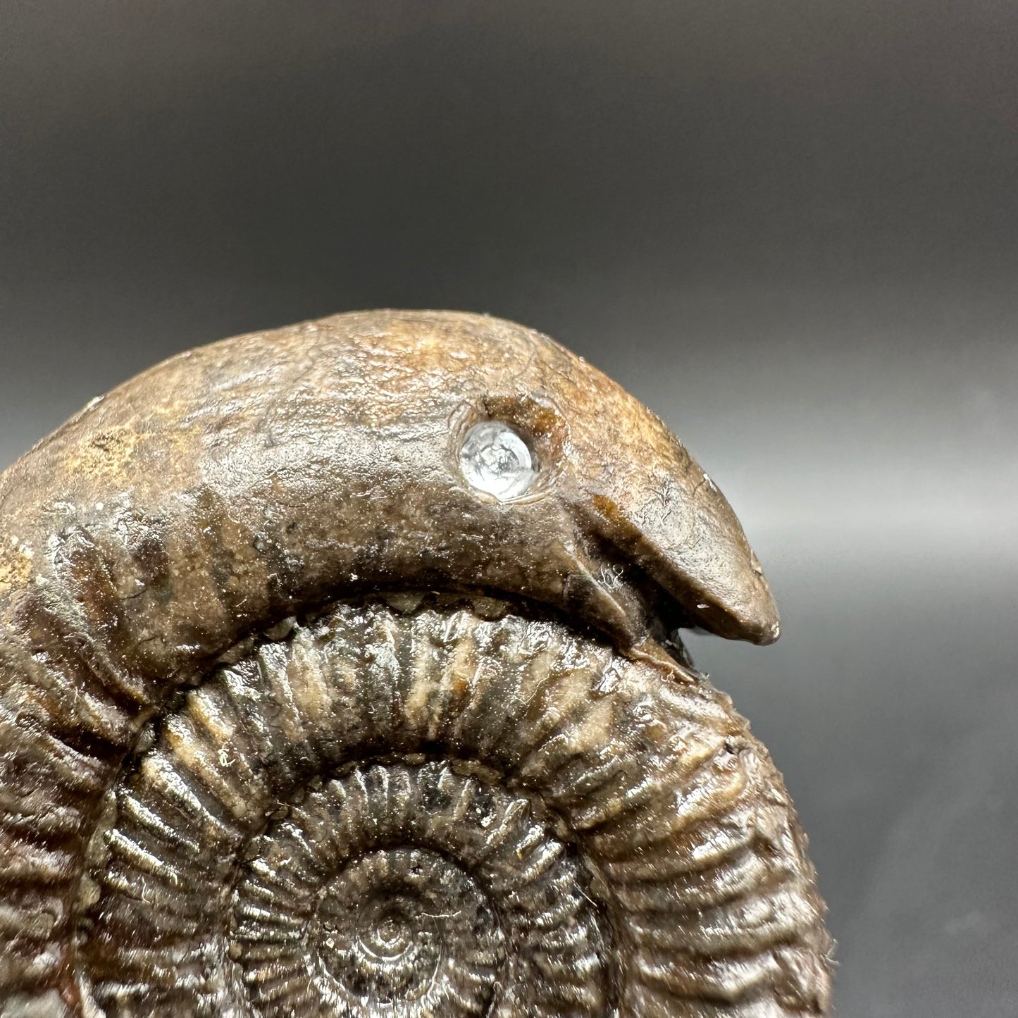 Snakestone Ammonite Fossil With Bag/Box And Stand - Whitby, North Yorkshire Jurassic Coast Yorkshire Fossils