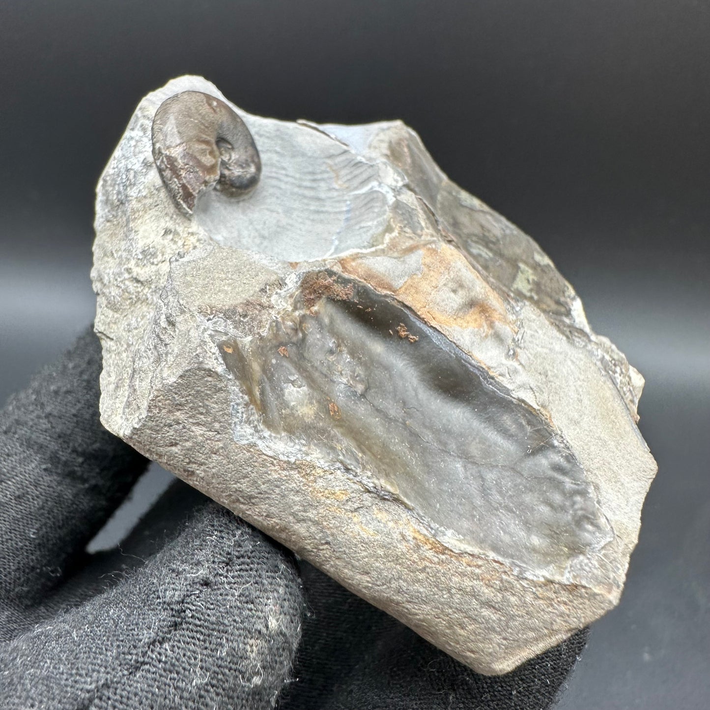 Amaltheus striatus ammonite fossil with box and stand - Whitby, North Yorkshire Jurassic Coast Yorkshire Fossils