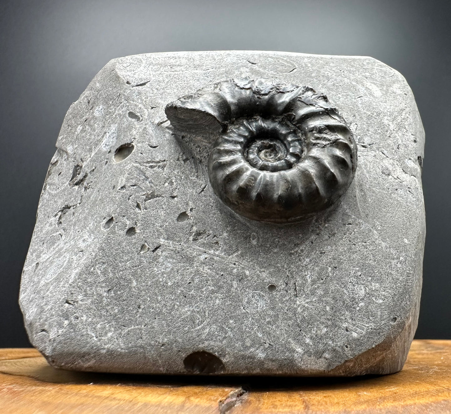 Eugassiceras Ammonite shell fossil with box and stand - Whitby, North Yorkshire Jurassic Coast Yorkshire Fossils