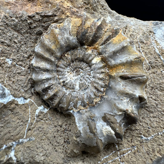 Androgynoceras capricornus Ammonite fossil - Whitby, North Yorkshire Jurassic Coast Yorkshire Fossils