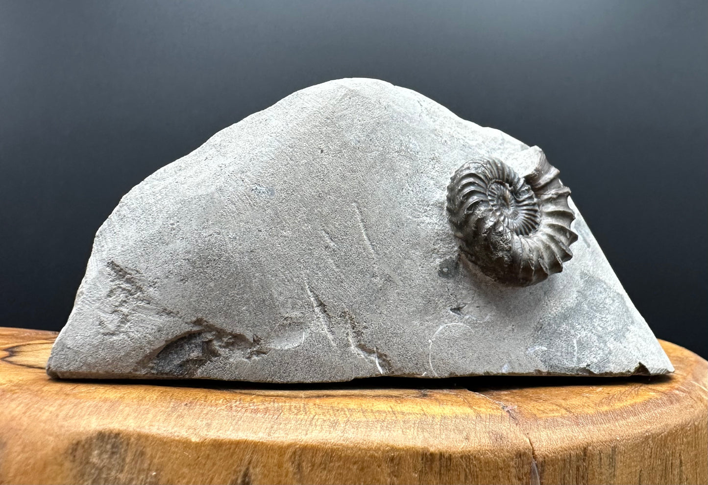 Oistoceras figulinum ammonite fossil with box and stand - Whitby, North Yorkshire Jurassic Coast Yorkshire Fossils