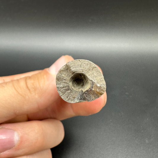 Belemnite (Fossil Squid) shell fossil - Whitby, North Yorkshire Jurassic Coast Yorkshire Fossils