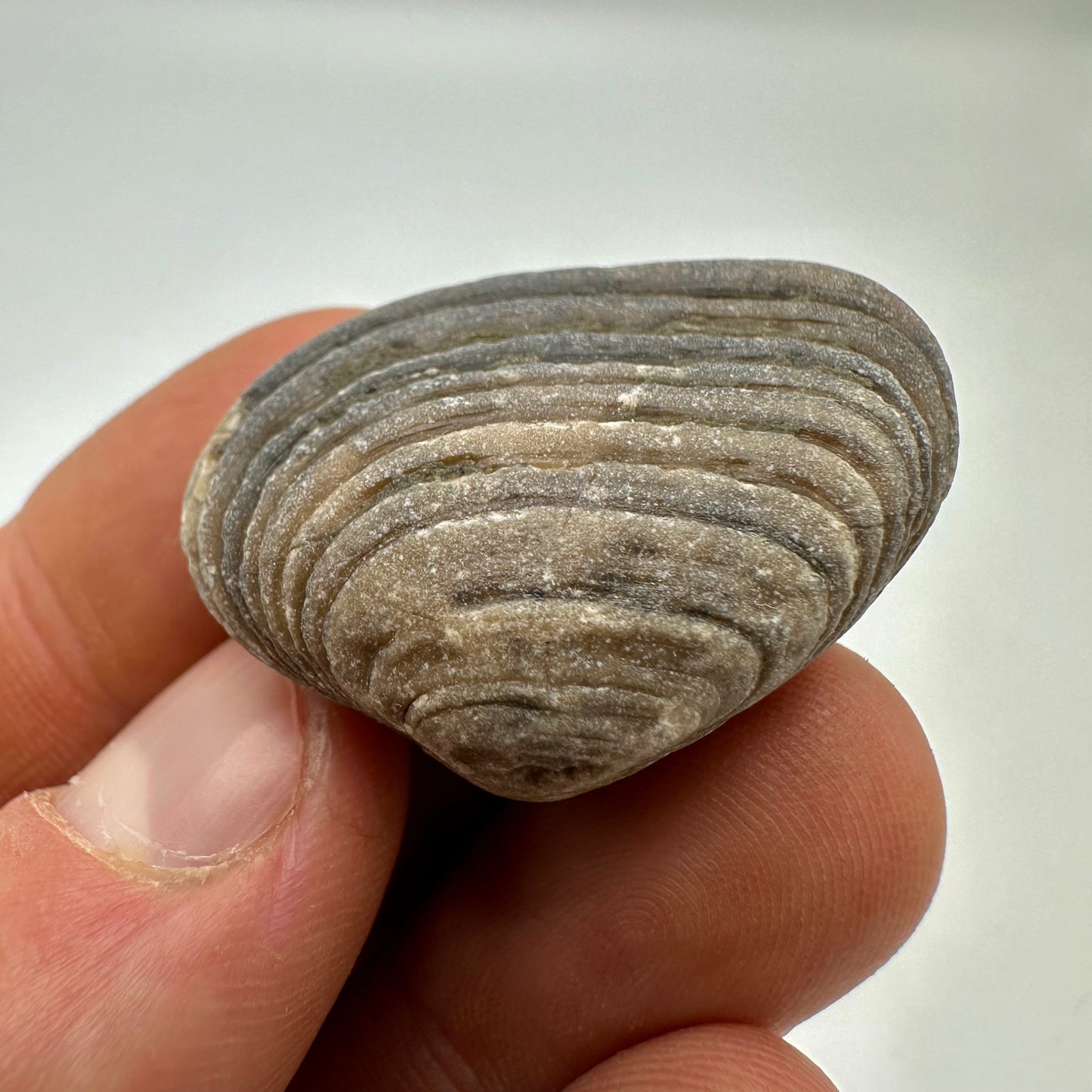 Cardinia Shell fossil - Whitby, North Yorkshire