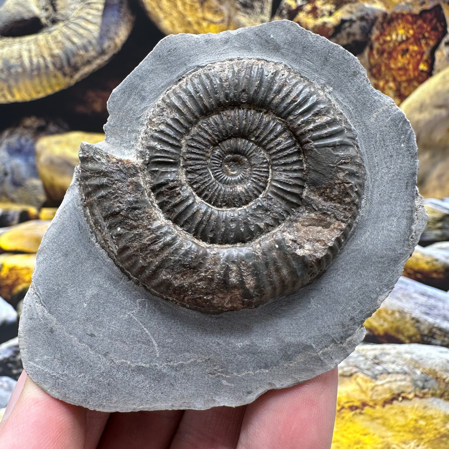 Dactylioceras ammonite fossil - Whitby, North Yorkshire Jurassic Coast