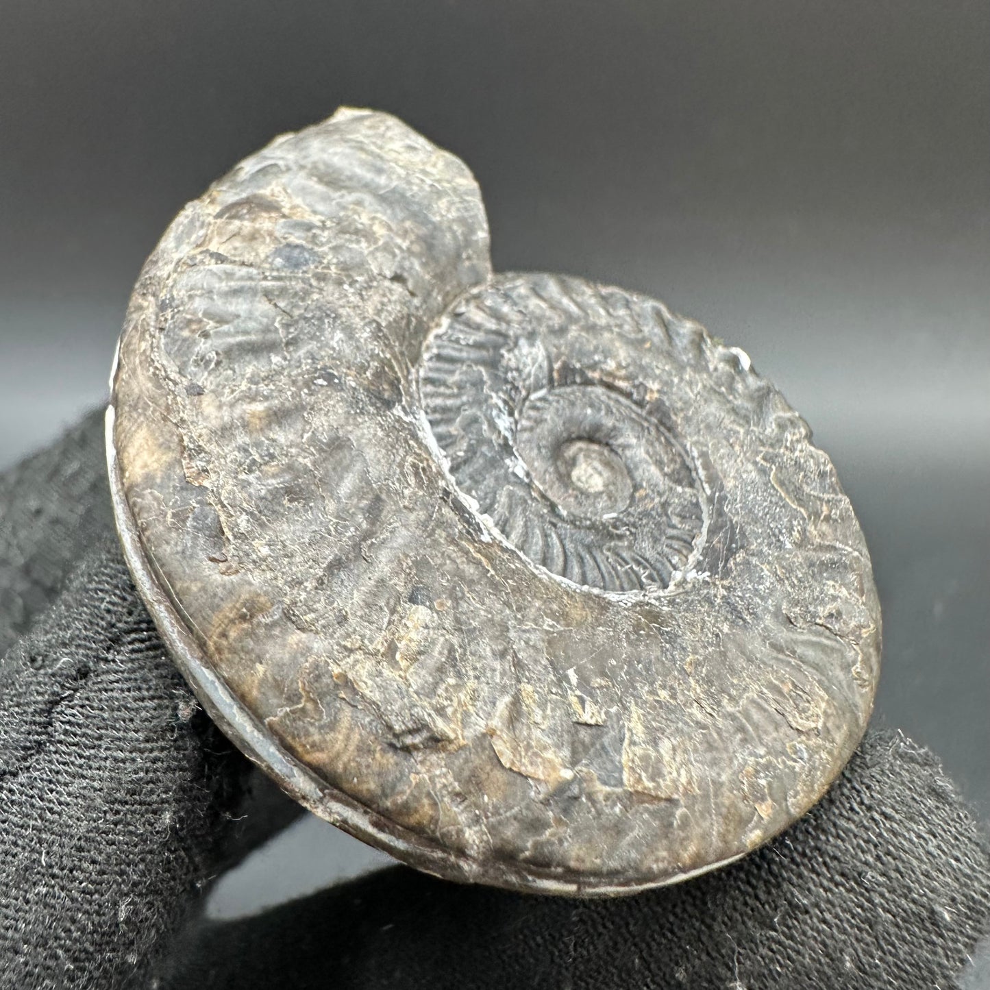 Hildoceras lusitanicum Ammonite fossil with box and stand - Whitby, North Yorkshire, Jurassic Coast, Yorkshire Fossils from the Jurassic Coast