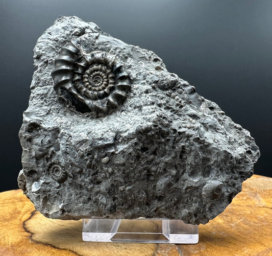 Gagaticeras Ammonite fossil with box and stand - Whitby, North Yorkshire Jurassic Coast Yorkshire Fossils