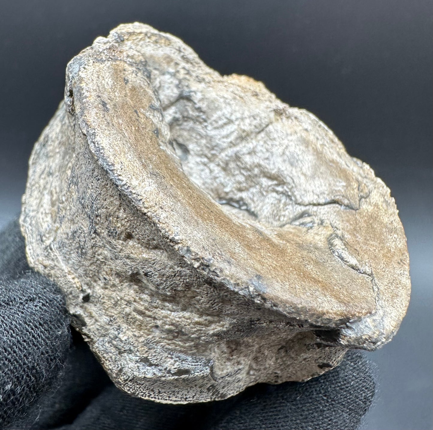 Ichthyosaur Vertebra fossil with box and stand - Whitby, North Yorkshire Jurassic Coast, Yorkshire fossils found on the Jurassic Coast