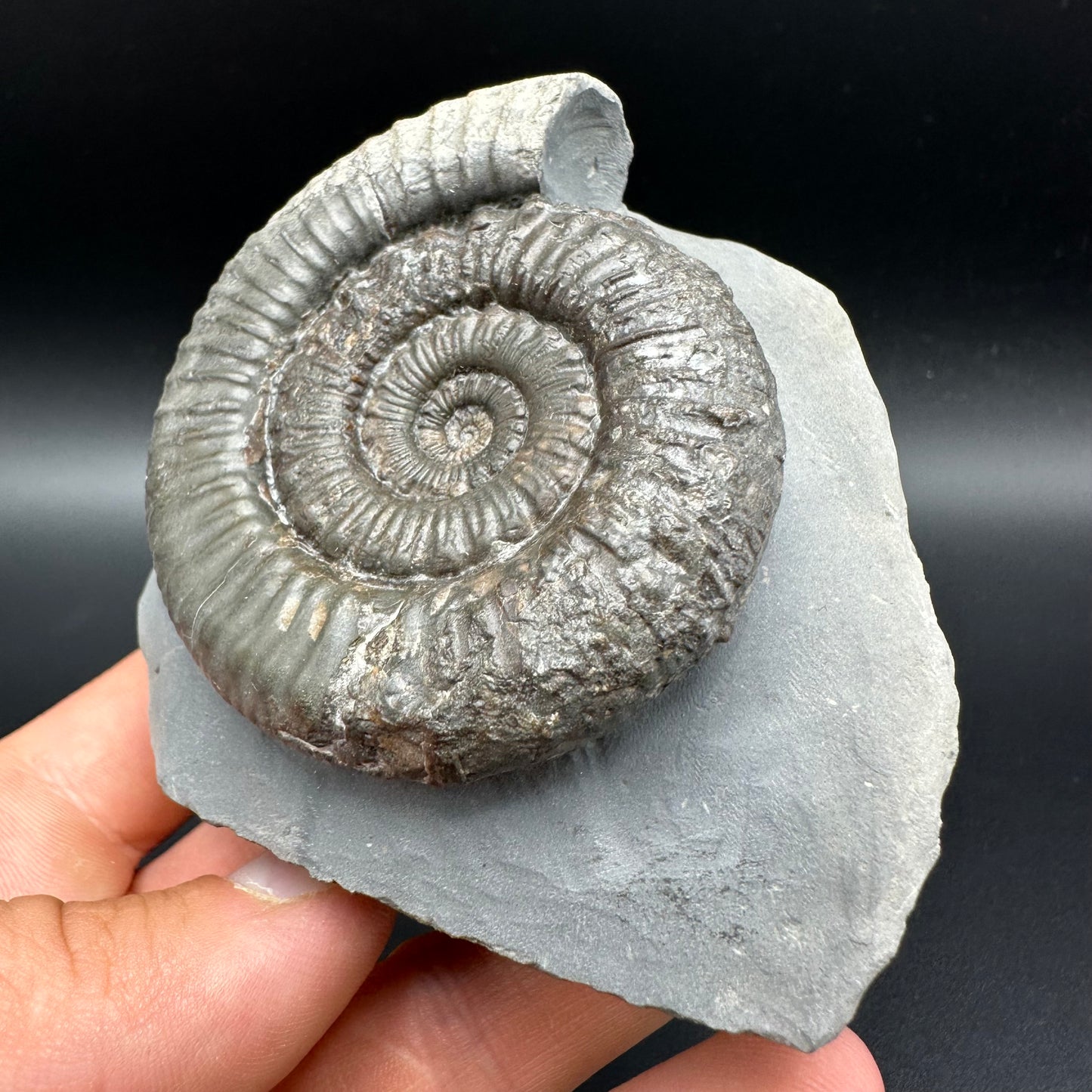 Peronoceras fibulatum Ammonite fossil with box and stand - Whitby, North Yorkshire Jurassic Coast Yorkshire Fossils
