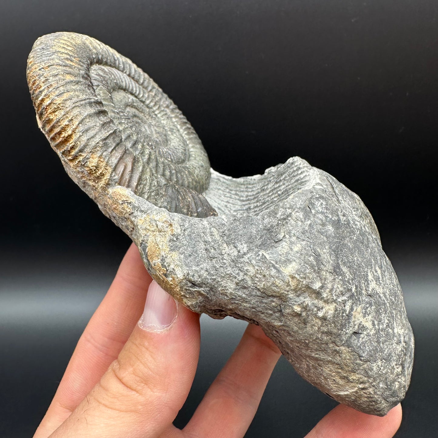 Dactylioceras Ammonite Fossil With Stand - Whitby, North Yorkshire Jurassic Coast Yorkshire Fossils