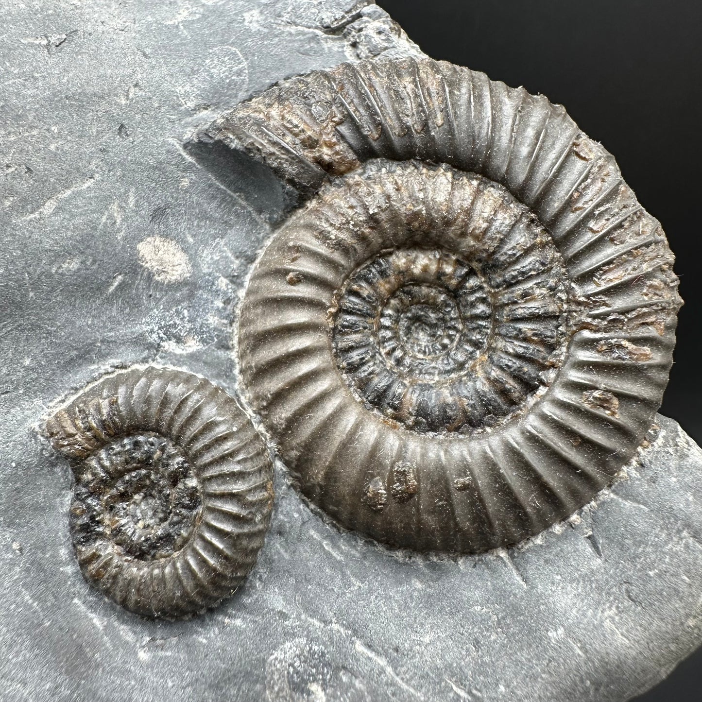 Gracile Multi-block Ammonite Fossil With Box And Stand - Whitby, North Yorkshire Jurassic Coast Yorkshire Fossils