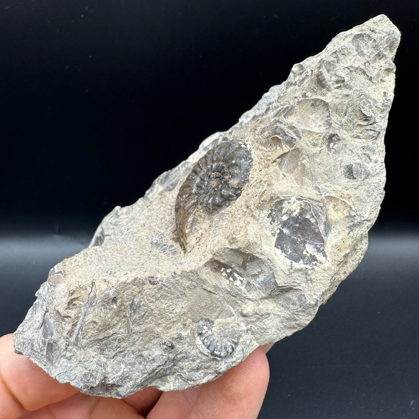 Amaltheus subnodosus Ammonite fossil with box and stand - Whitby, North Yorkshire Jurassic Coast Yorkshire Fossils