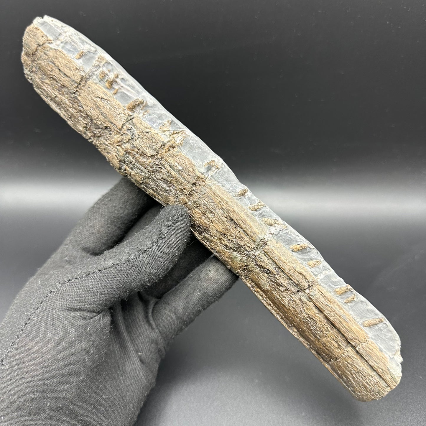 Ichthyosaur Partial Jaw fossil - Whitby, North Yorkshire Jurassic Coast, Yorkshire fossils