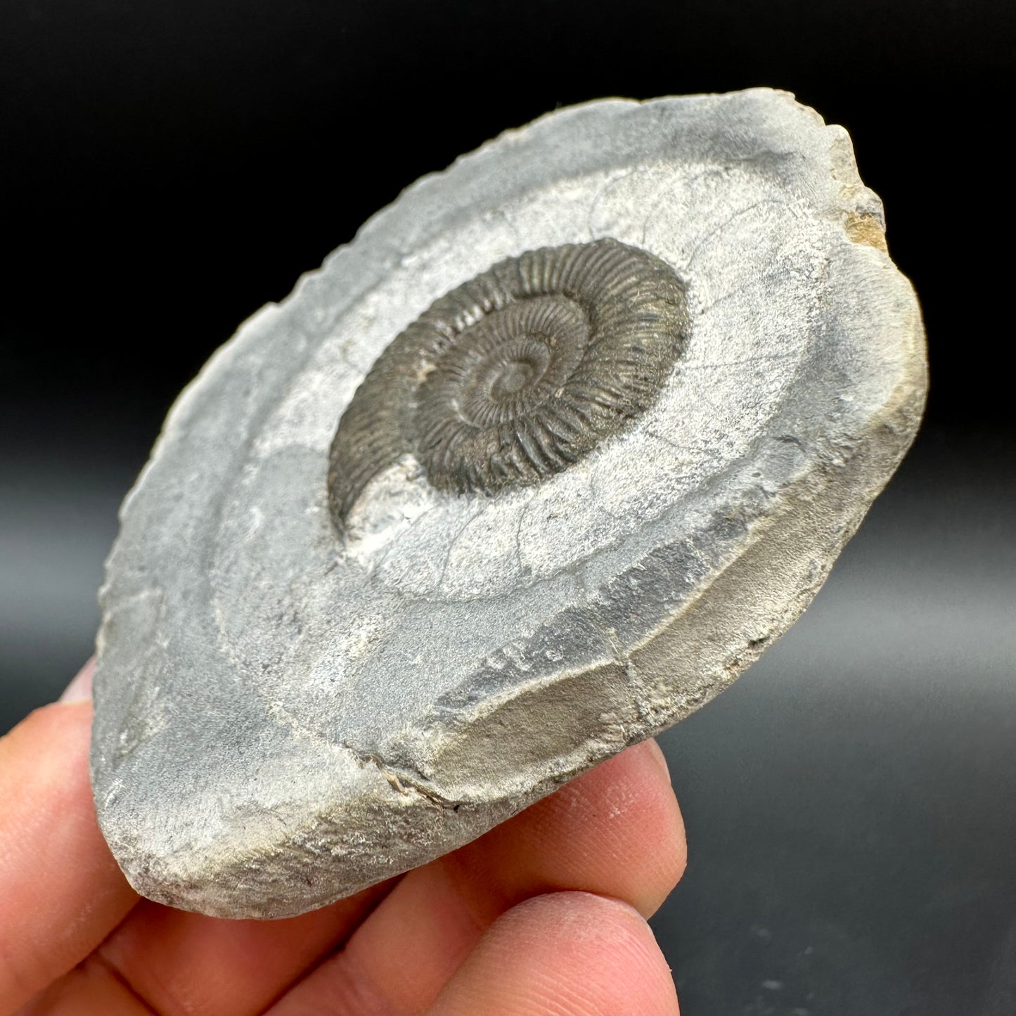 Dactylioceras Ammonite Fossil With Box And Stand - Whitby, North Yorkshire Jurassic Coast Yorkshire Fossils
