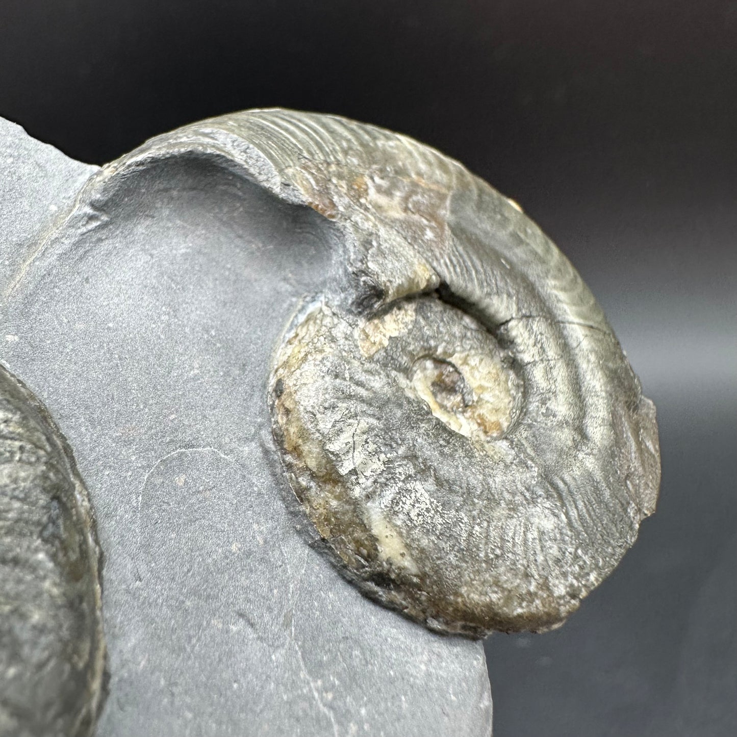 Golden Harpoceras Sp. Ammonite fossil with box and stand - Whitby, North Yorkshire Jurassic Coast Yorkshire Fossils