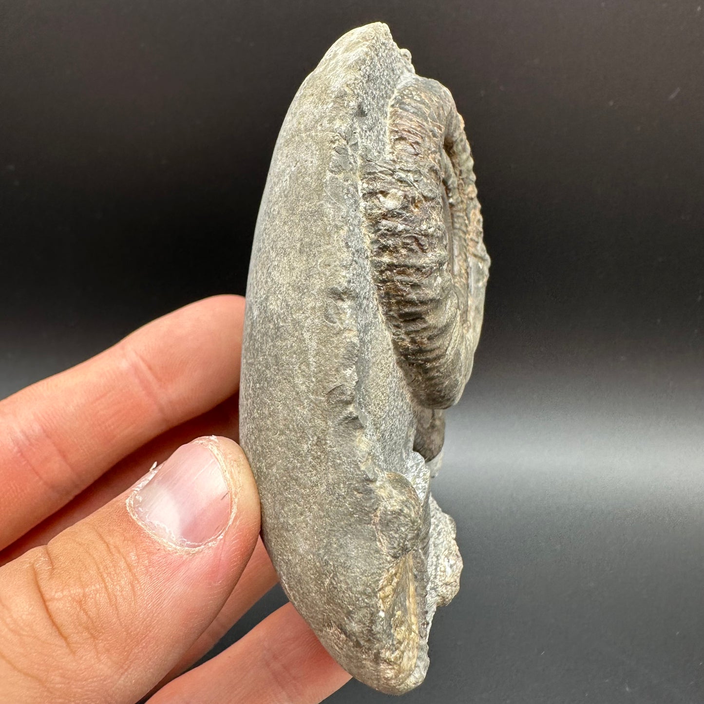 Dactylioceras Ammonite Fossil With Box And Stand - Whitby, North Yorkshire Jurassic Coast Yorkshire Fossils