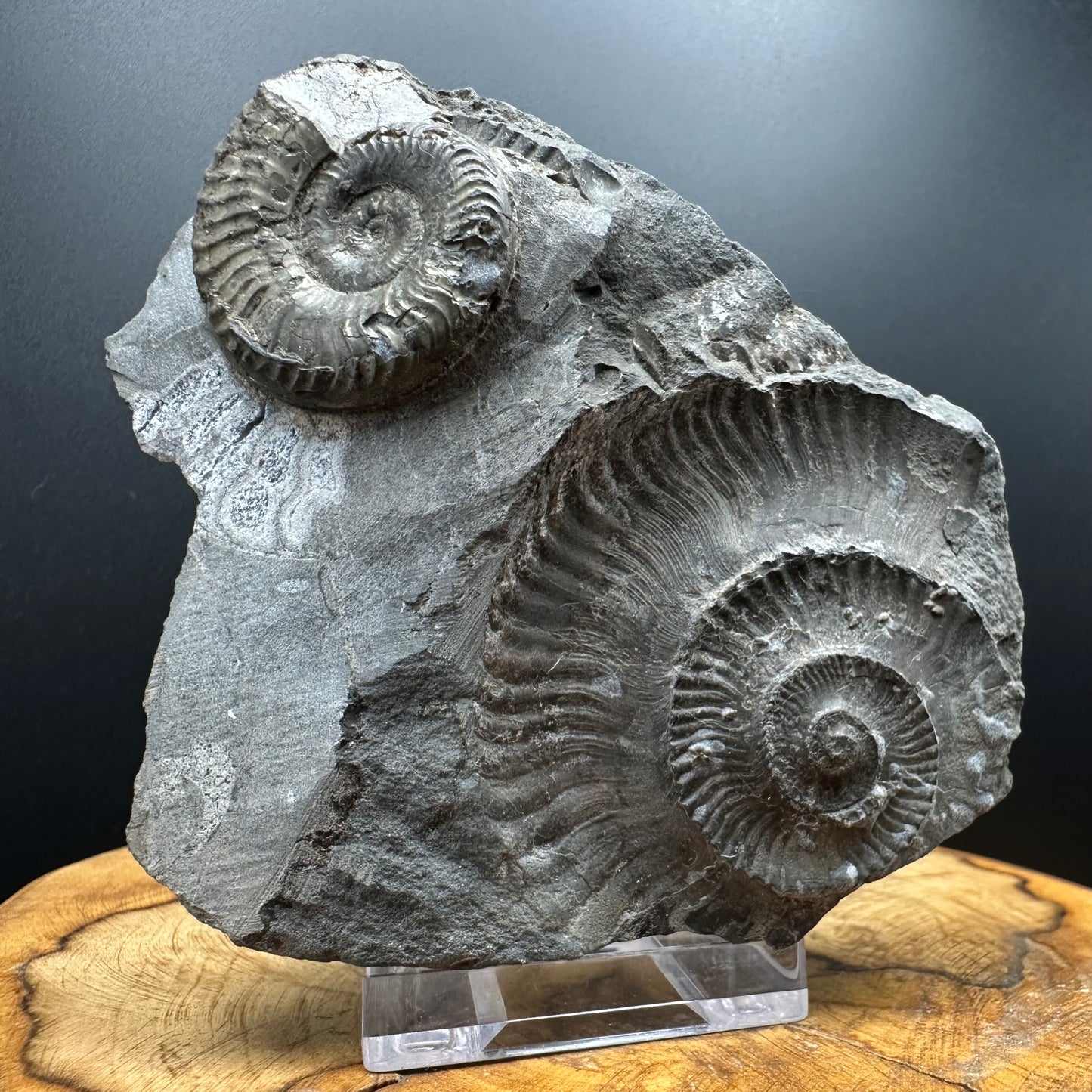 Grammoceras thoaurense Ammonite shell fossil with box and stand - Whitby, North Yorkshire, Yorkshire Fossils from the Jurassic Coast