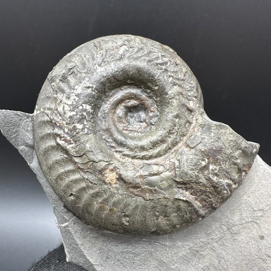 Hildoceras semipolitum Ammonite fossil with box and stand - Whitby, North Yorkshire Jurassic Coast, Yorkshire Fossils from the Jurassic Coast