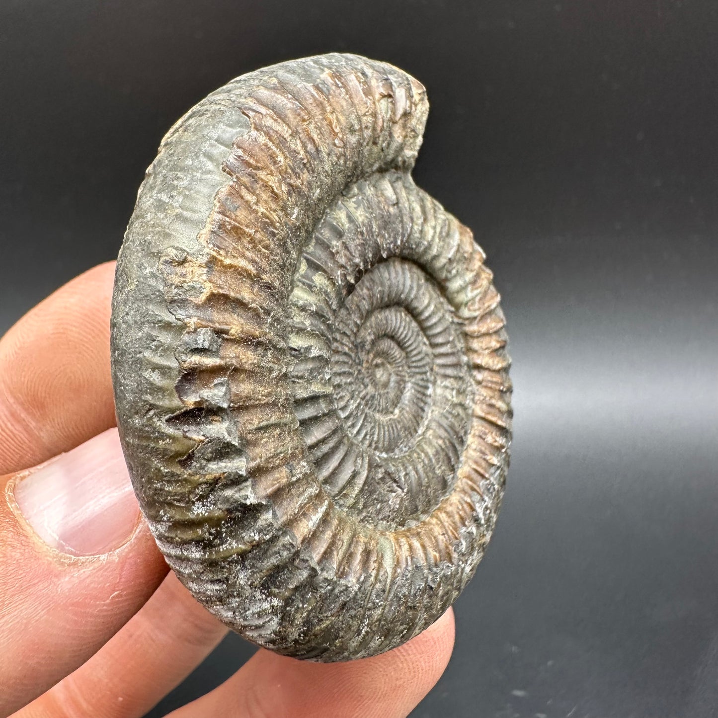 Dactylioceras Ammonite Fossil With Box And Stand - Whitby, North Yorkshire Jurassic Coast Yorkshire Fossils