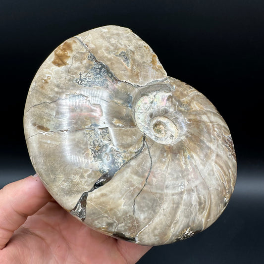 Cleoniceras Ammonite Fossil With Stand - Cretaceous Ammonite Madagascar