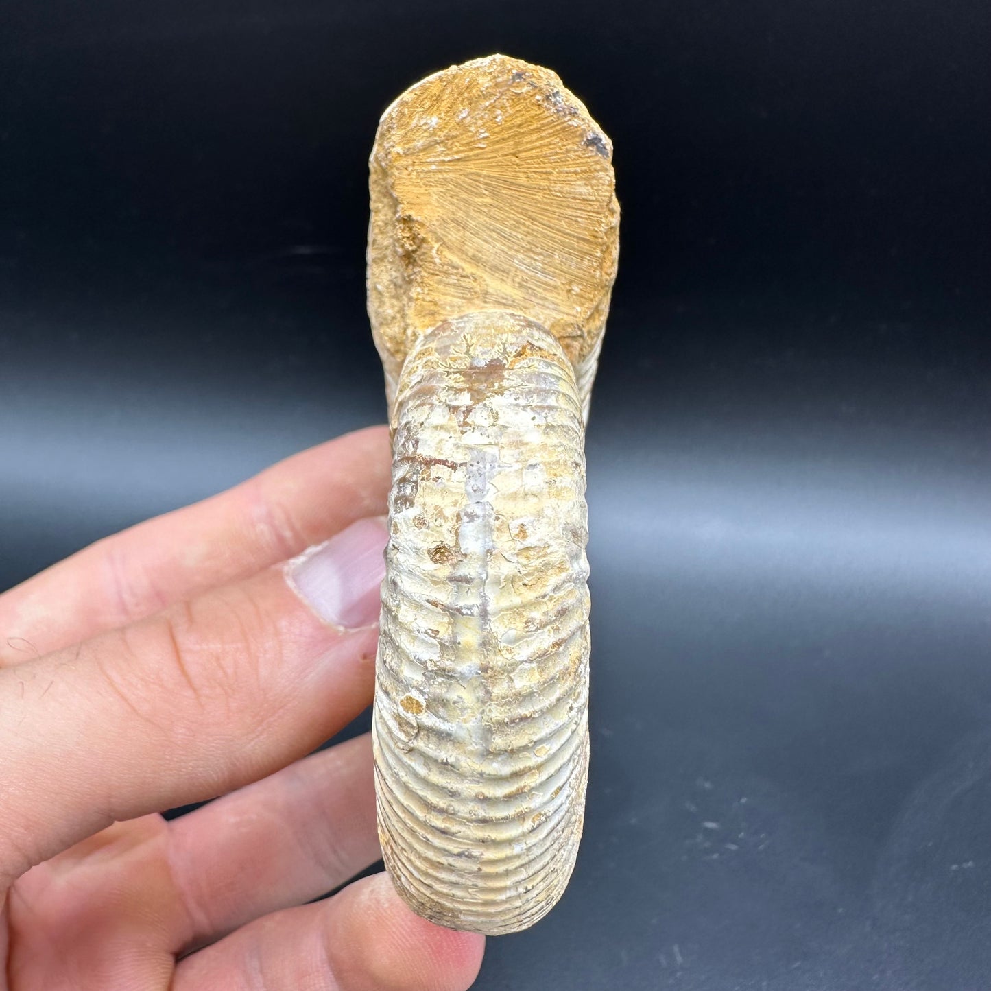 Dichotomosphinctes Ammonite Fossil With Box And Stand - Middle Jurassic Ammonite Madagascar