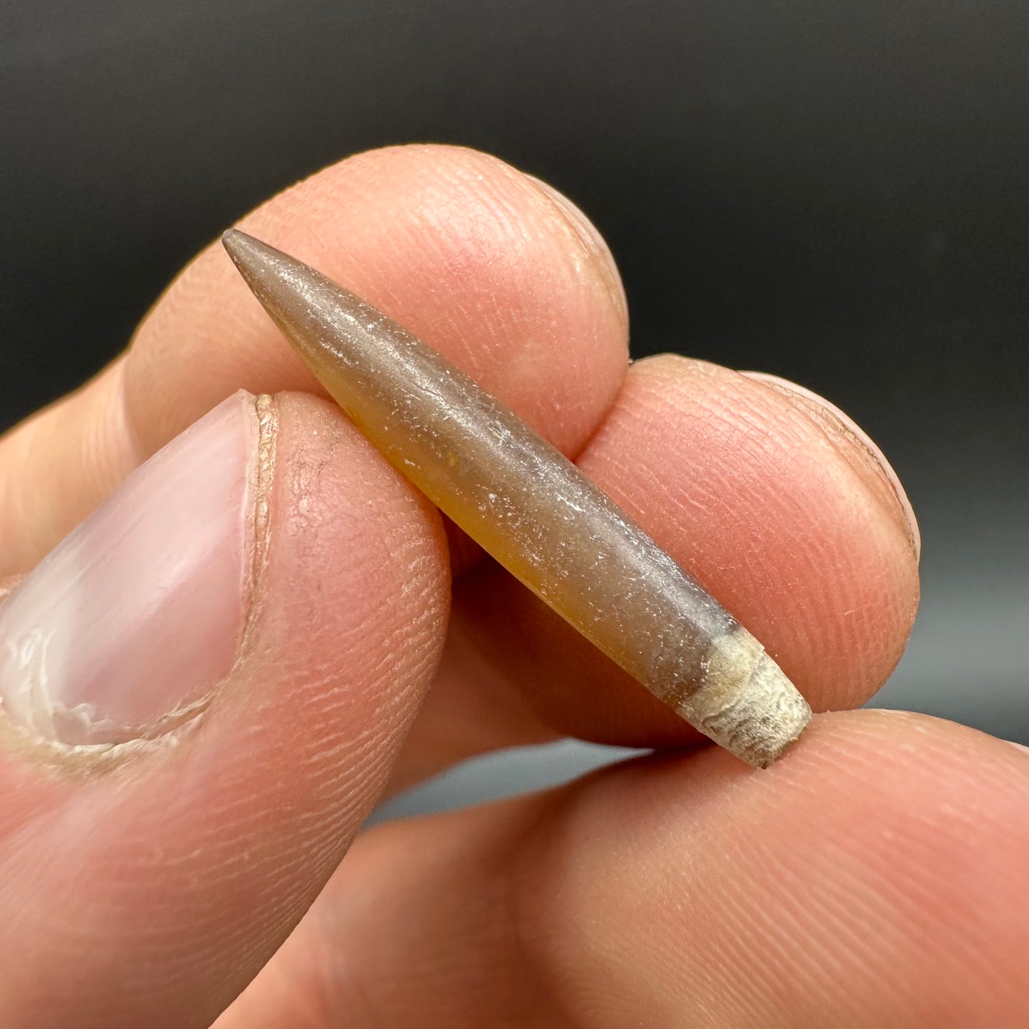 Hibolite (Fossil Squid) shell fossil - Whitby, North Yorkshire Jurassic Coast Yorkshire Fossils