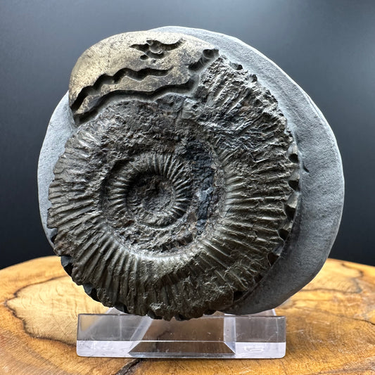 Snakestone Ammonite Fossil With Bag/Box And Stand - Whitby, North Yorkshire Jurassic Coast Yorkshire Fossils