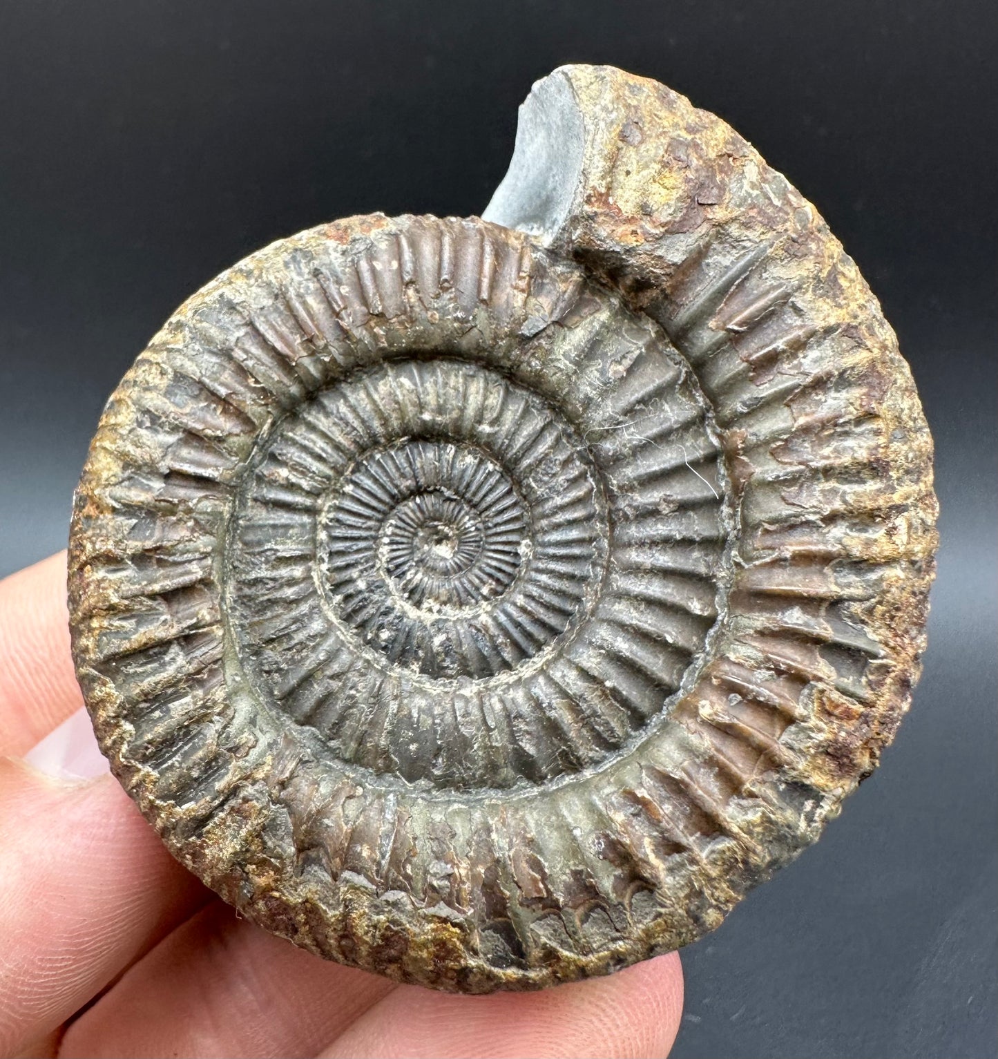 Dactylioceras Ammonite Fossil With Box And Stand - Whitby, North Yorkshire Jurassic Coast Yorkshire Fossils