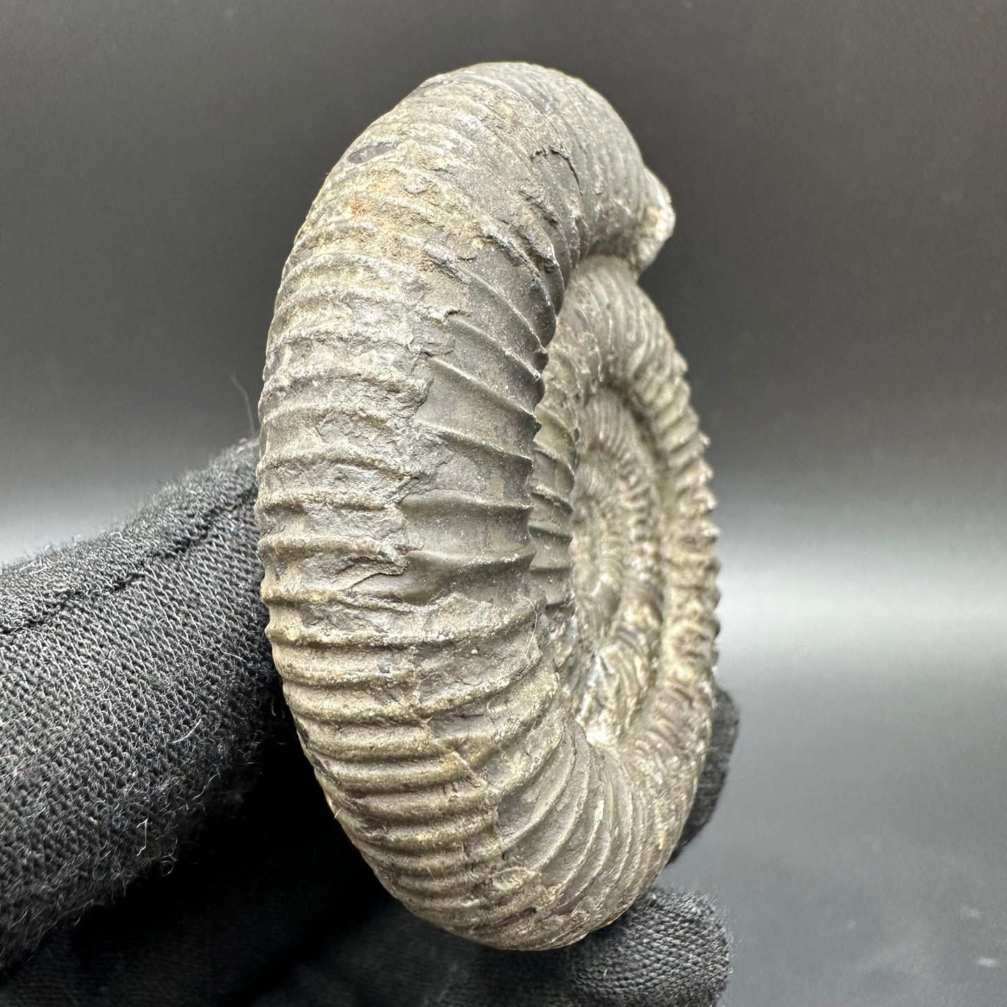 Dactylioceras Ammonite Fossil With Box And Stand - Whitby, North Yorkshire Jurassic Coast Yorkshire Fossils