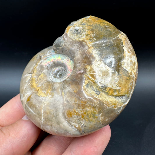 Puzosia Ammonite Fossil With Box And Stand - Cretaceous Ammonite Madagascar