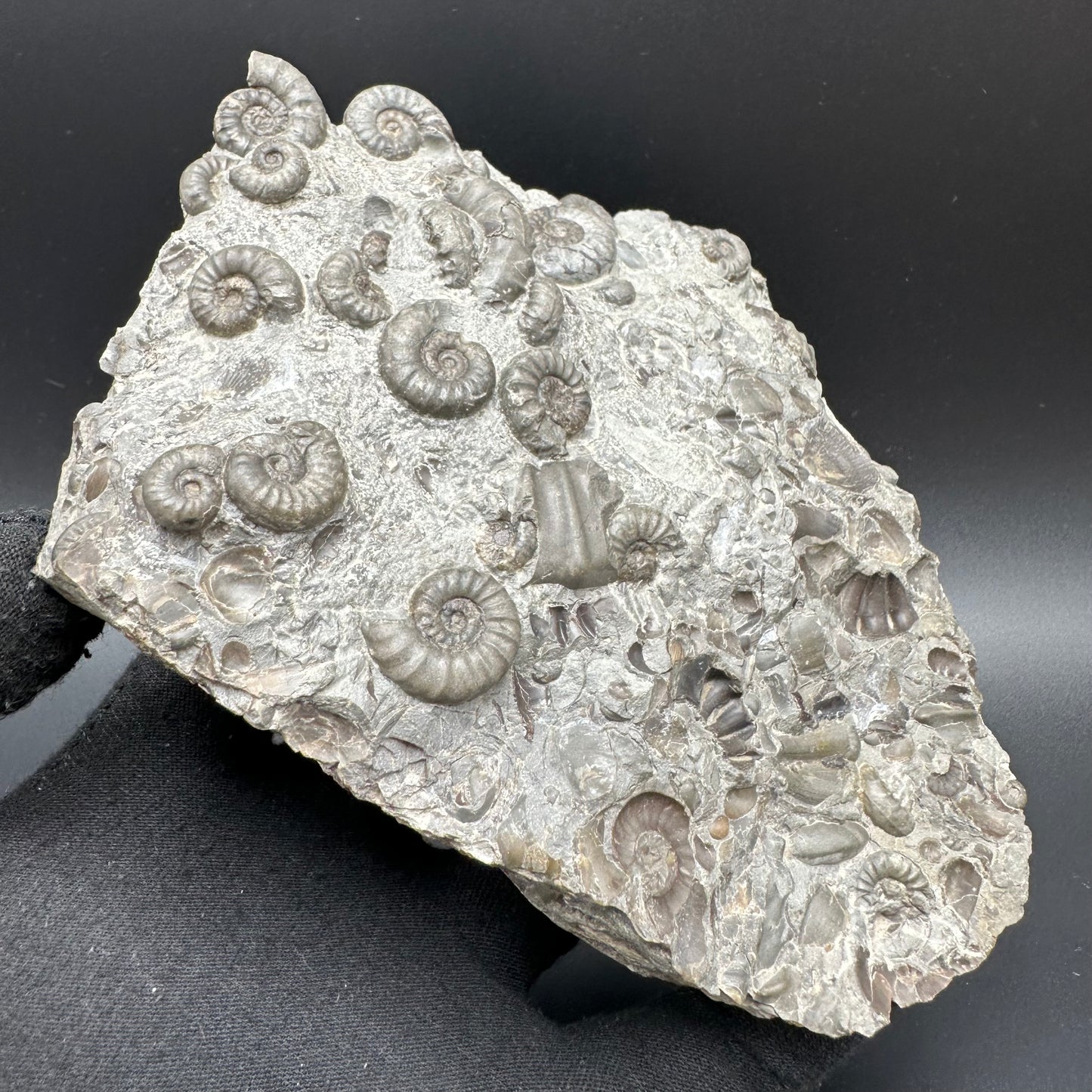 Eugassiceras Ammonite shell fossil with stand - Whitby, North Yorkshire Jurassic Coast Yorkshire Fossils