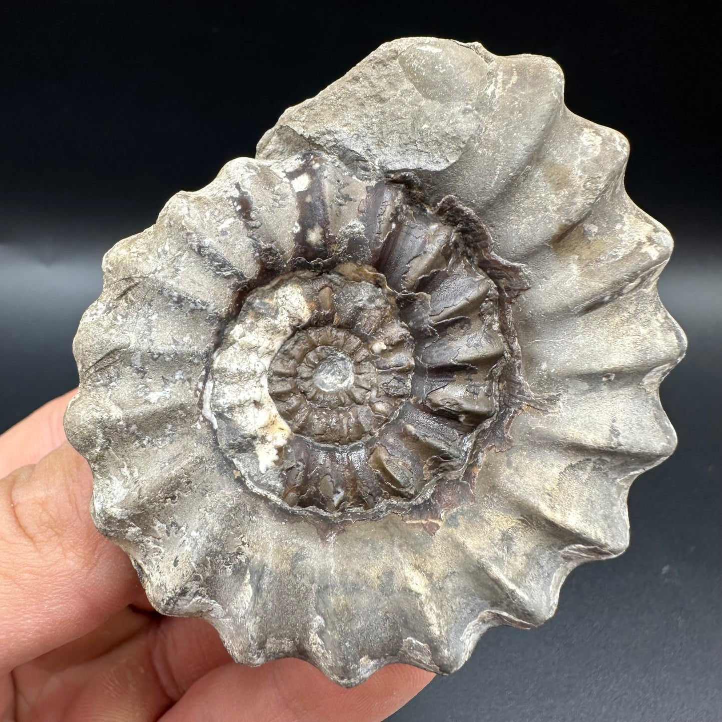 Androgynoceras maculatum ammonite fossil with box and stand - Whitby, North Yorkshire Jurassic Coast Yorkshire Fossils