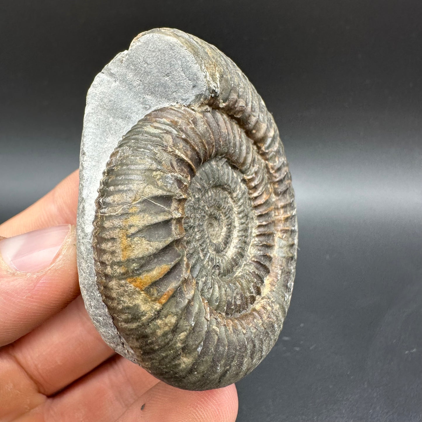 Dactylioceras Ammonite Fossil With Box And Stand - Whitby, North Yorkshire Jurassic Coast Yorkshire Fossils