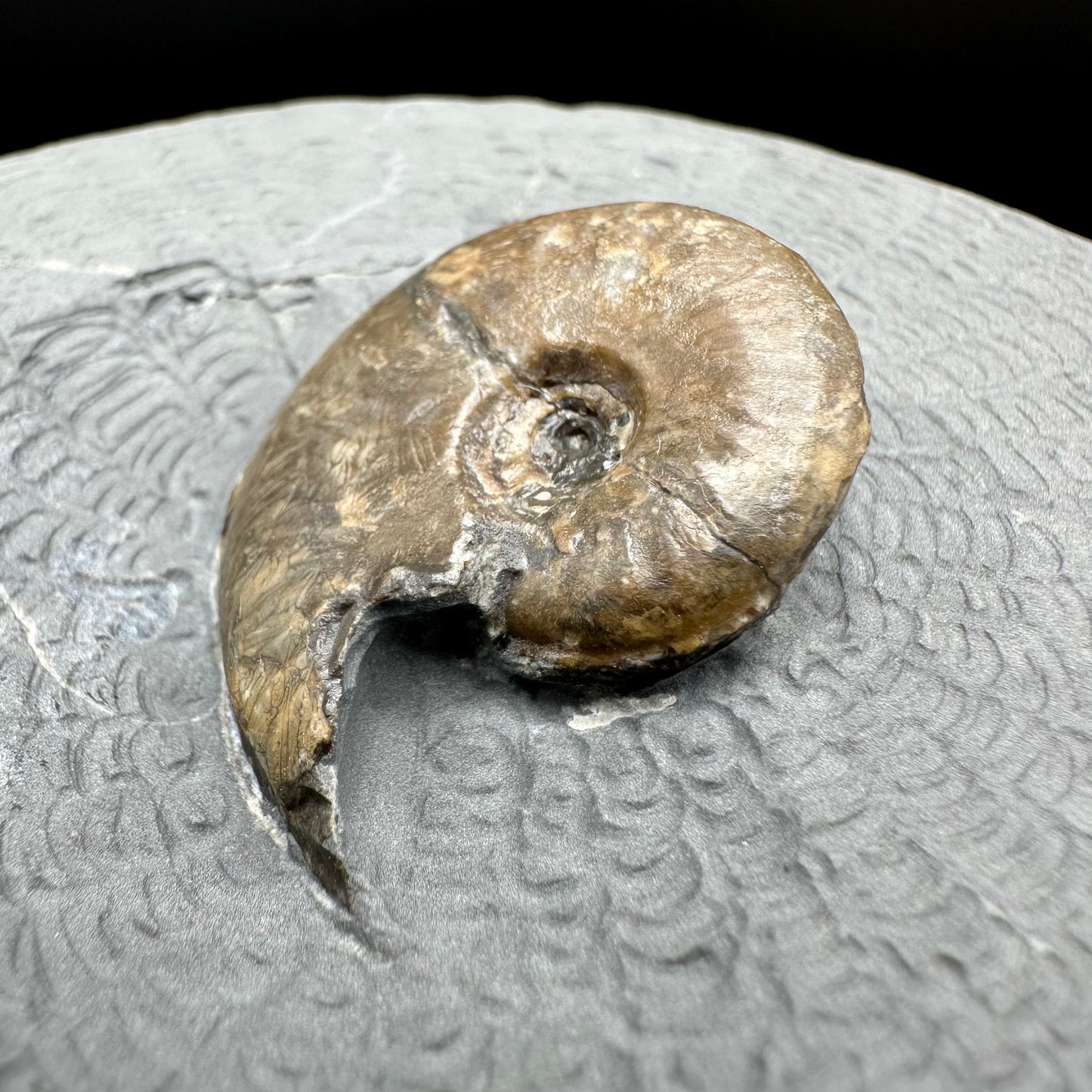 Eleganticeras Elegantulum ammonite with box and stand - Whitby, North Yorkshire Jurassic Coast, Yorkshire Fossils