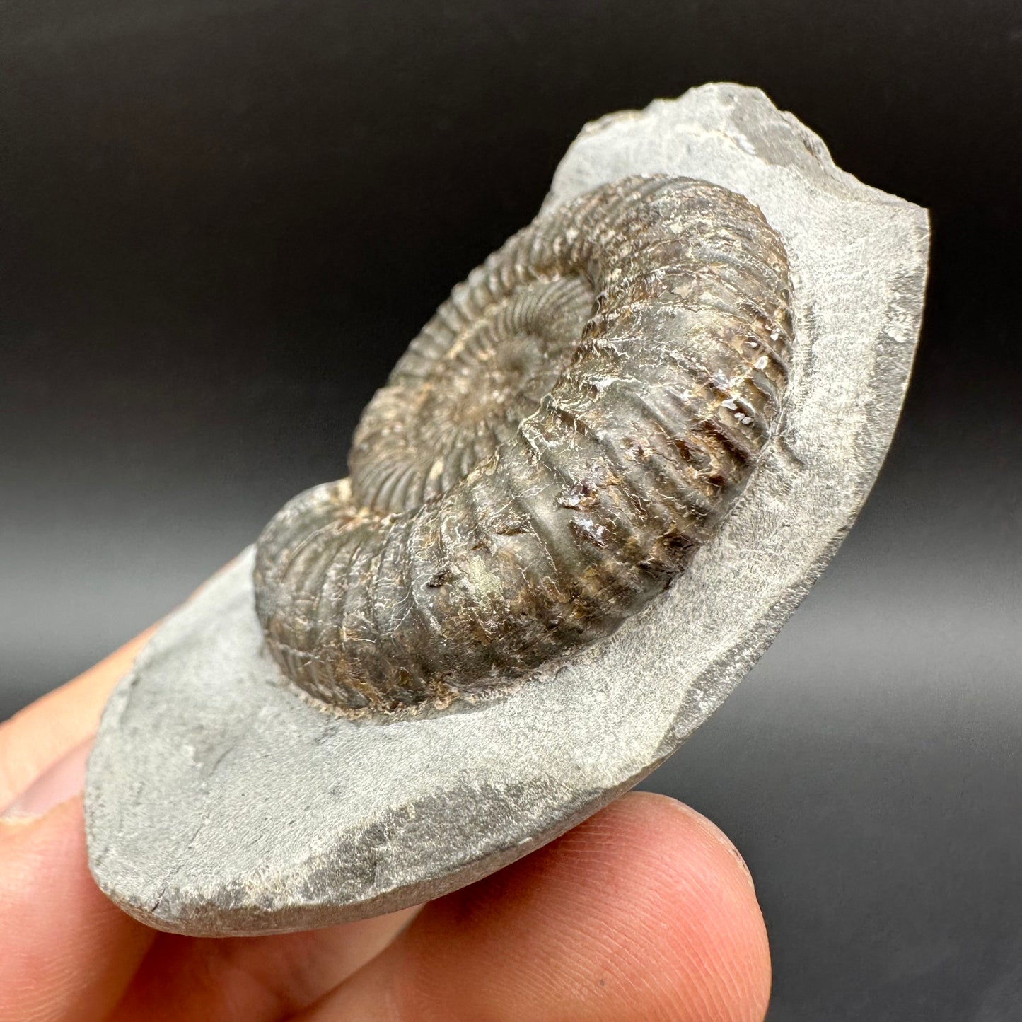 Dactylioceras Ammonite Fossil With Box And Stand - Whitby, North Yorkshire Jurassic Coast Yorkshire Fossils