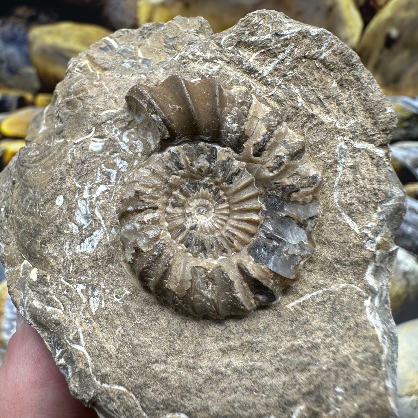 Androgynoceras Capricornus ammonite fossil - Whitby, North Yorkshire Jurassic Coast Yorkshire Fossils