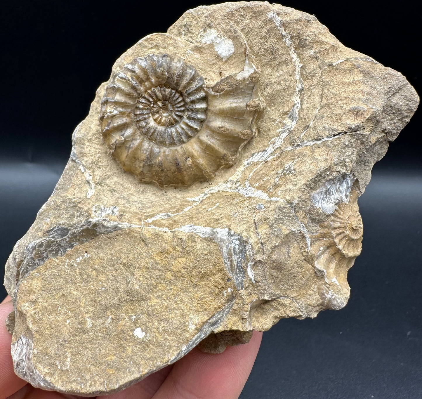 Androgynoceras capricornus Ammonite fossil with box and stand - Whitby, North Yorkshire Jurassic Coast Yorkshire Fossils