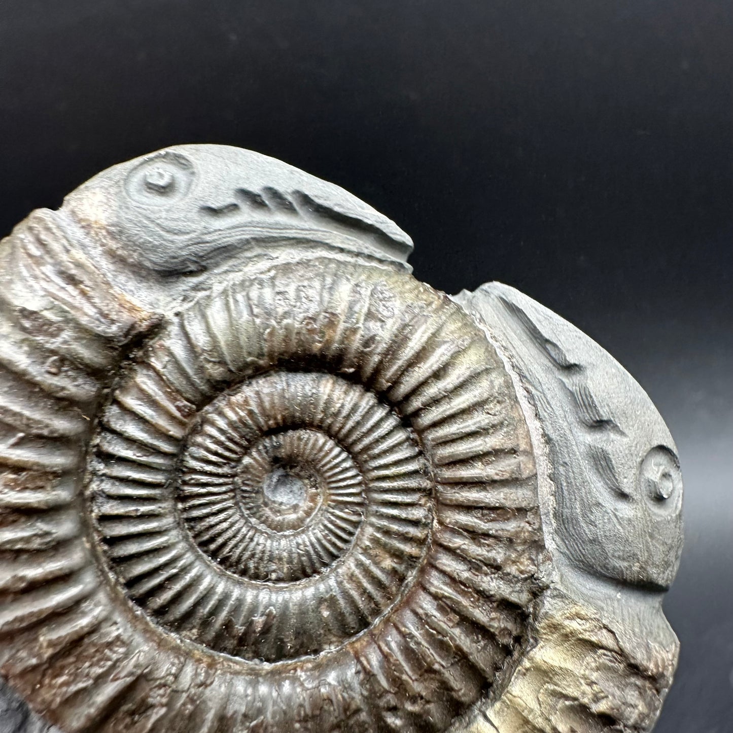 Hydra Snakestone Ammonite Fossil With Bag/Box And Stand - Whitby, North Yorkshire Jurassic Coast Yorkshire Fossils