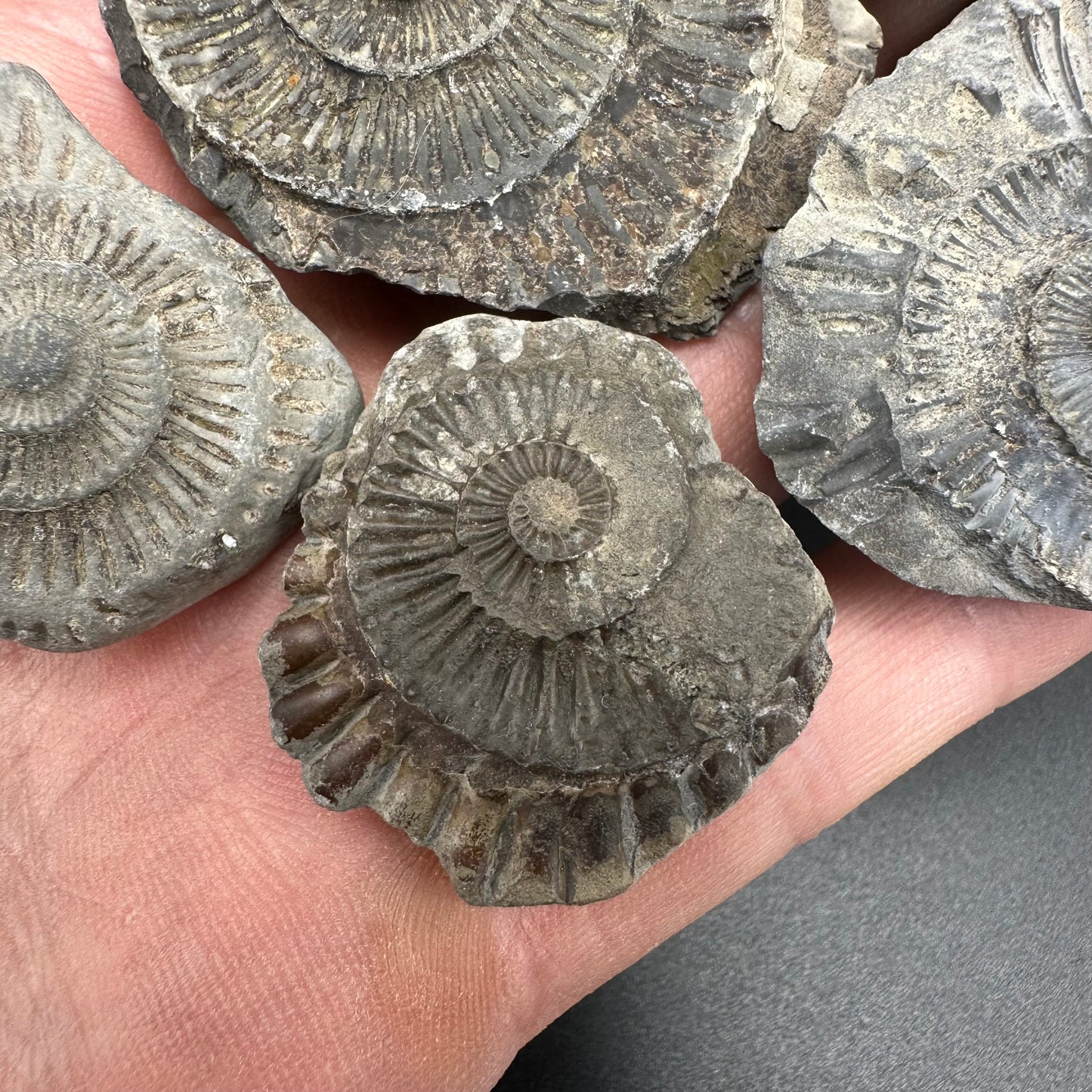 Dactylioceras imprint (negative) bundle ammonite shell fossil with box - Whitby, North Yorkshire, Yorkshire Fossils