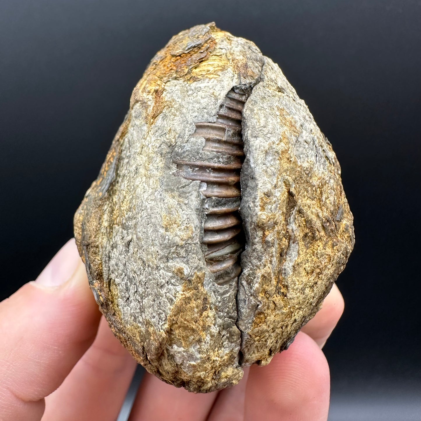 Dactylioceras Ammonite nodule (split pair) Fossil With Box And Stand - Whitby, North Yorkshire Jurassic Coast Yorkshire Fossils