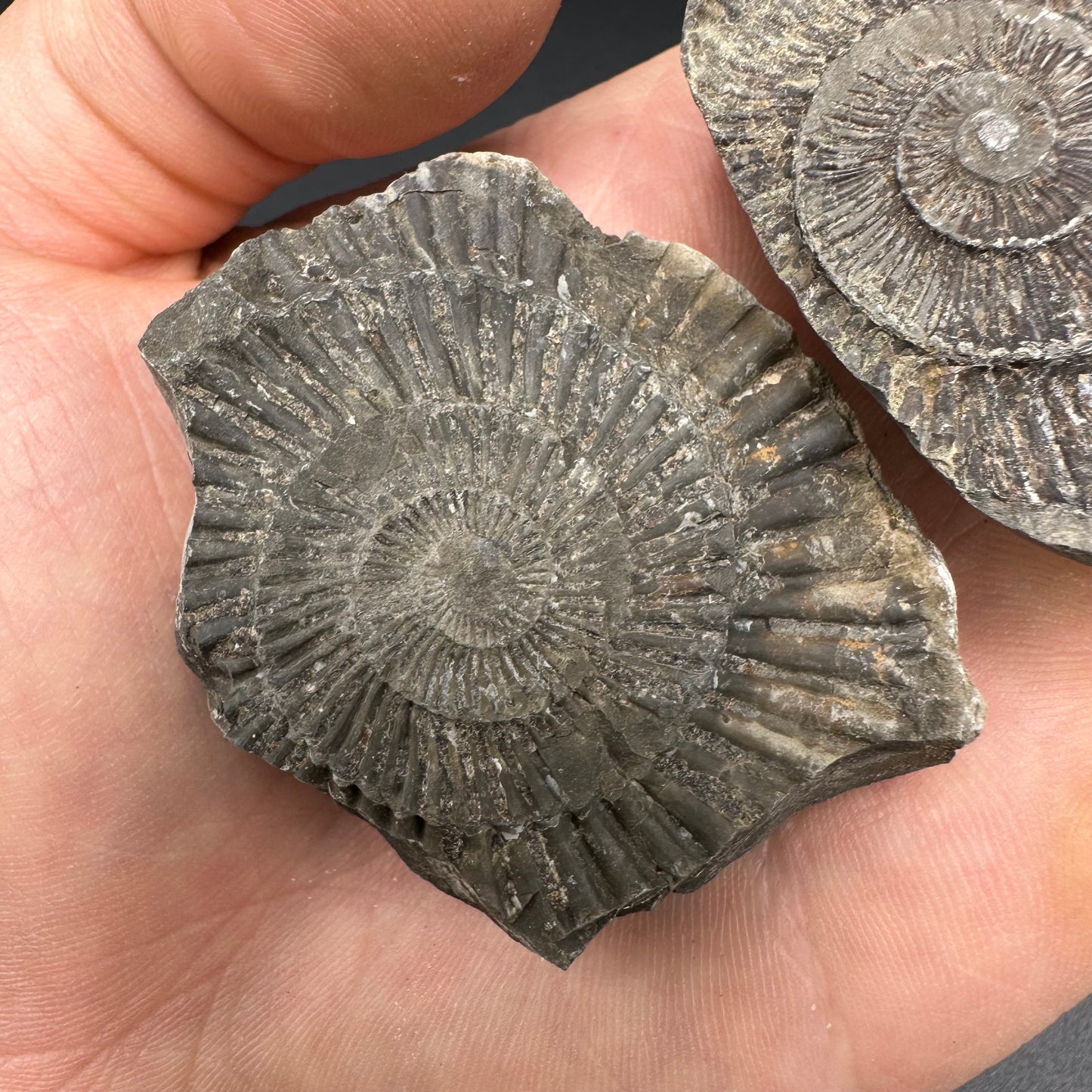 Dactylioceras imprint (negative) bundle ammonite shell fossil with box - Whitby, North Yorkshire, Yorkshire Fossils