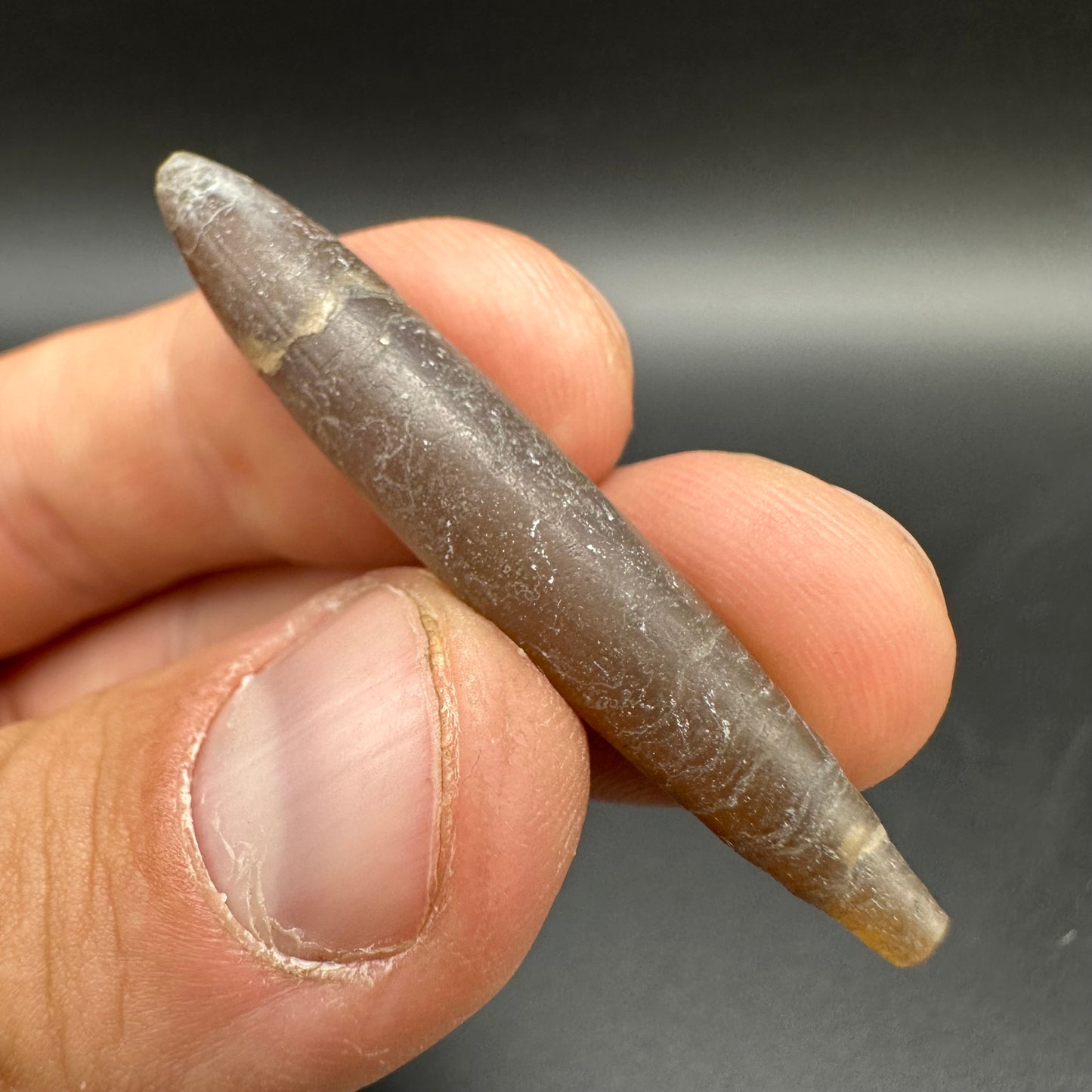 Hibolite (Fossil Squid) shell fossil with box and stand - Whitby, North Yorkshire Jurassic Coast Yorkshire Fossils