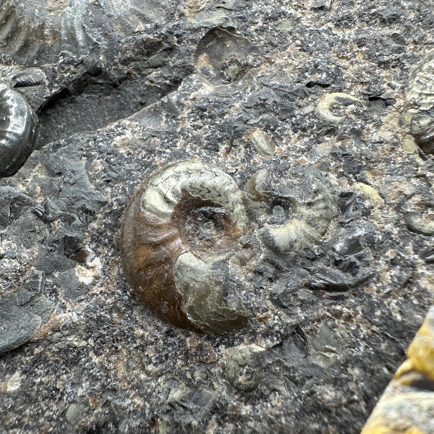 Eleganticeras Elegantulum ammonite fossil - Whitby, North Yorkshire Jurassic Coast Yorkshire Fossils