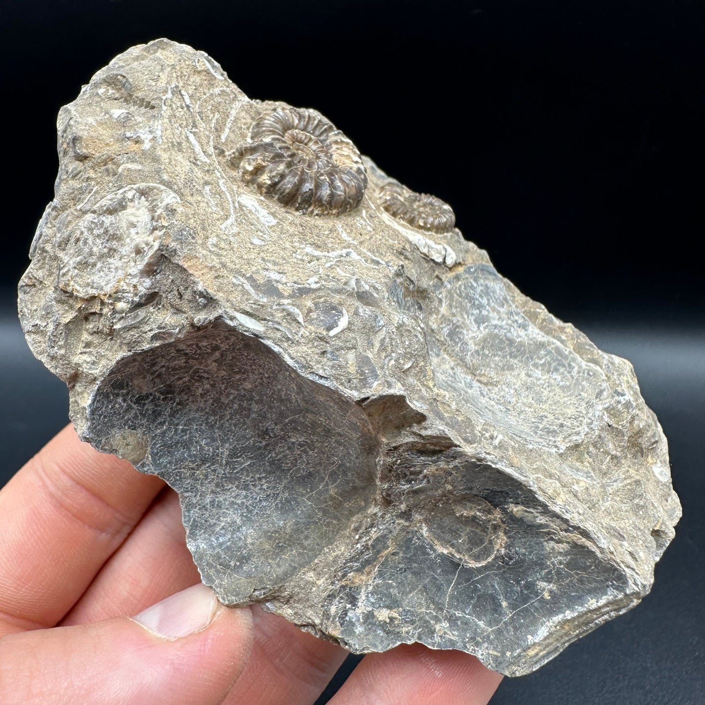 Androgynoceras capricornus Ammonite fossil with box and stand - Whitby, North Yorkshire Jurassic Coast Yorkshire Fossils