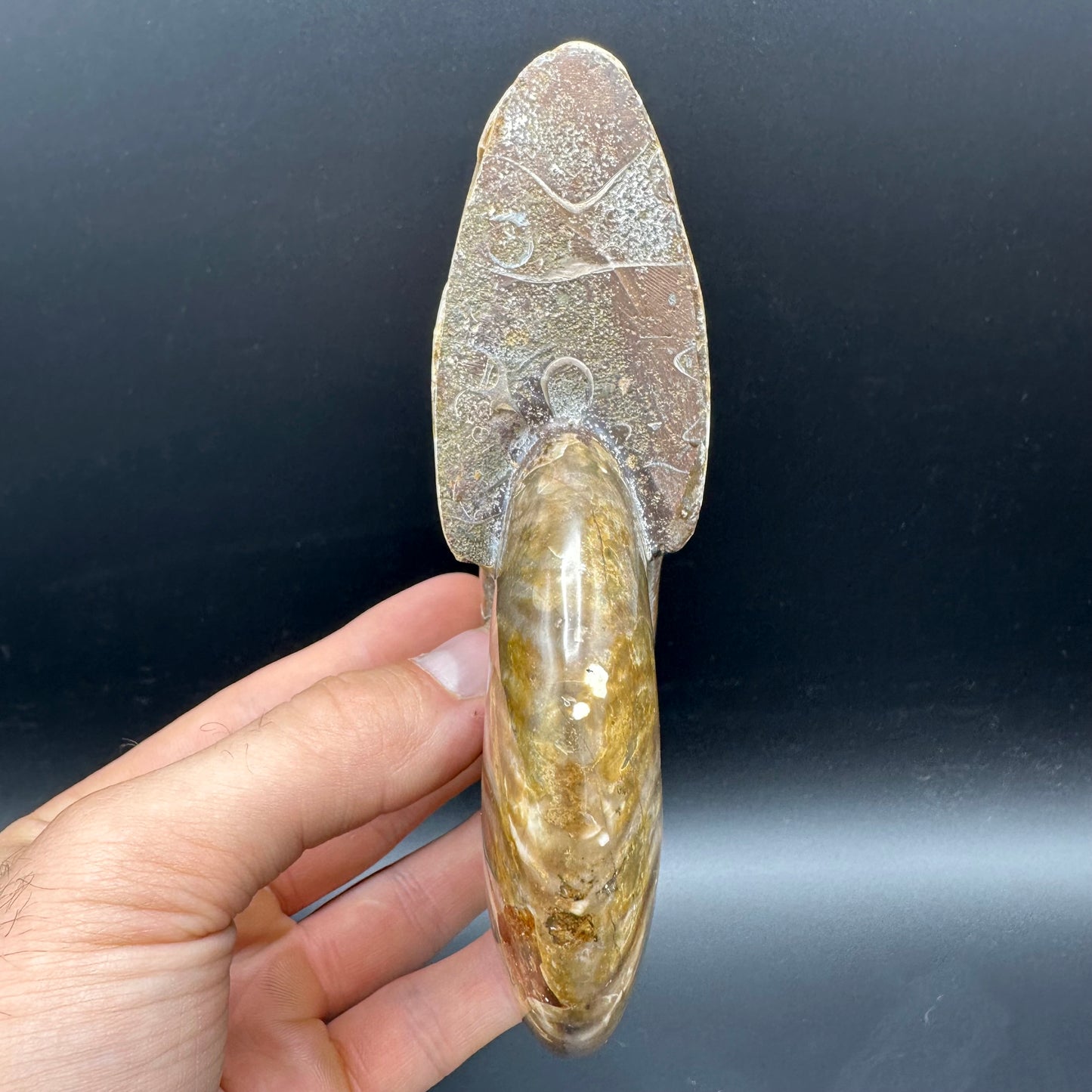 Cleoniceras Ammonite Fossil With Stand - Cretaceous Ammonite Madagascar