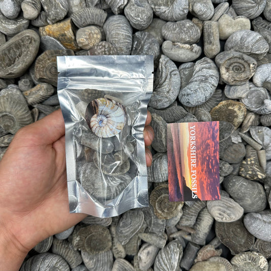 Junior Jurassic Jumble - Yorkshire Fossils Mystery Variety Fossil Bag - Whitby, North Yorkshire Jurassic Coast