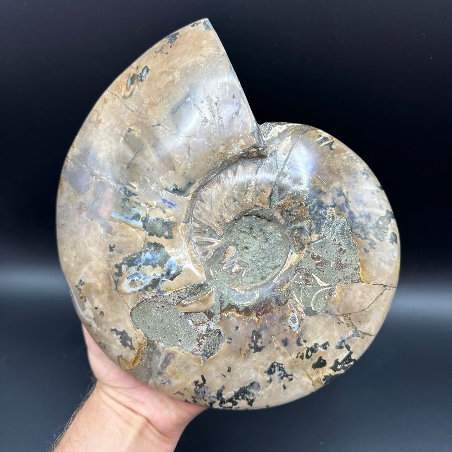 Cleoniceras Ammonite Fossil With Stand - Cretaceous Ammonite Madagascar