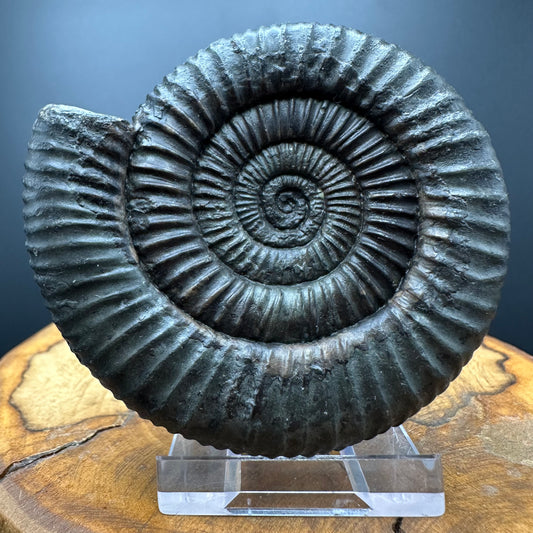 Dactylioceras Ammonite Fossil With box and Stand - Whitby, North Yorkshire Jurassic Coast Yorkshire Fossils