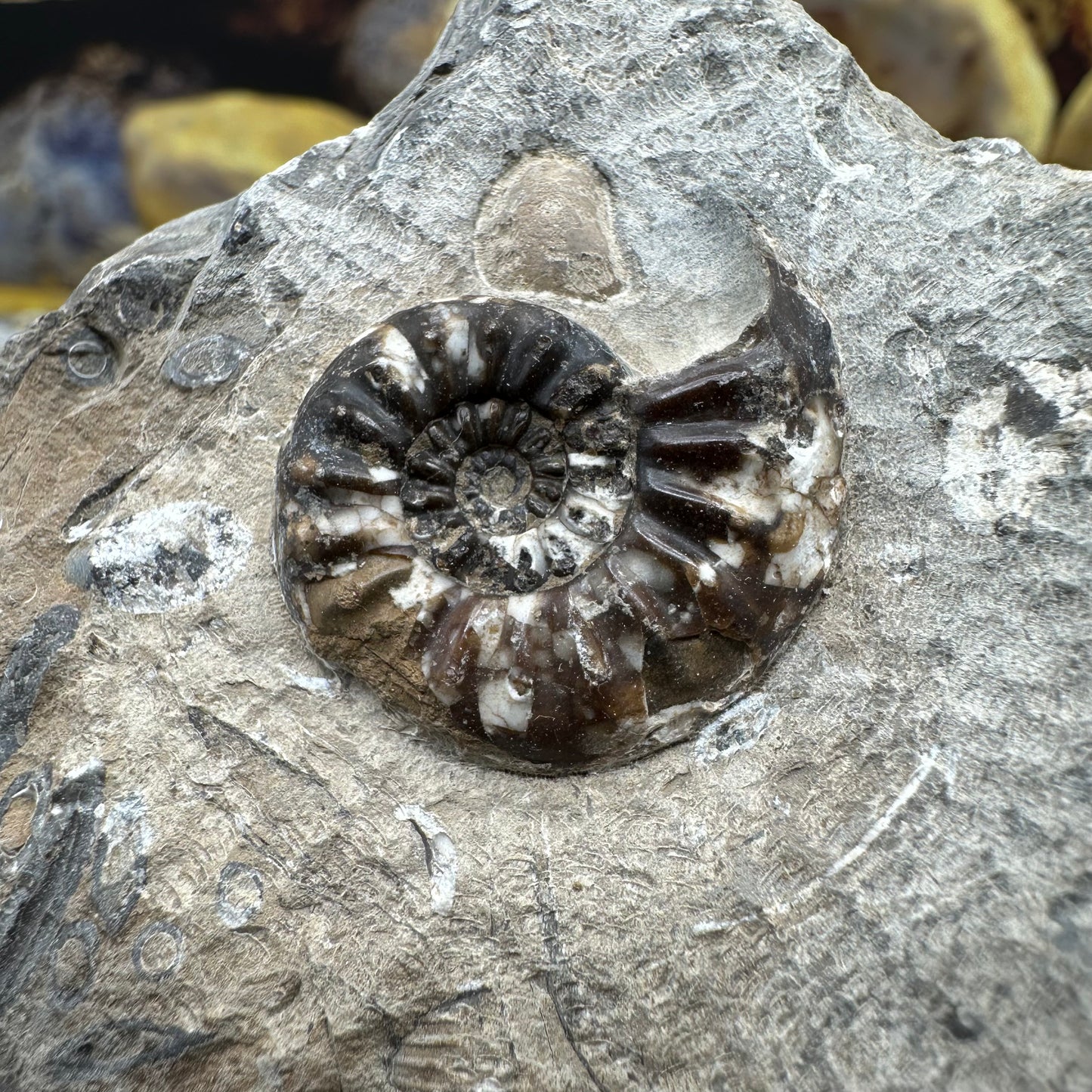 Amaltheus subnodosus ammonite fossil - Whitby, North Yorkshire