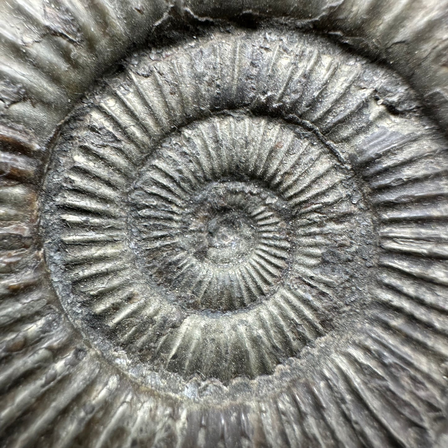 Dactylioceras Ammonite Fossil With Box And Stand - Whitby, North Yorkshire Jurassic Coast Yorkshire Fossils