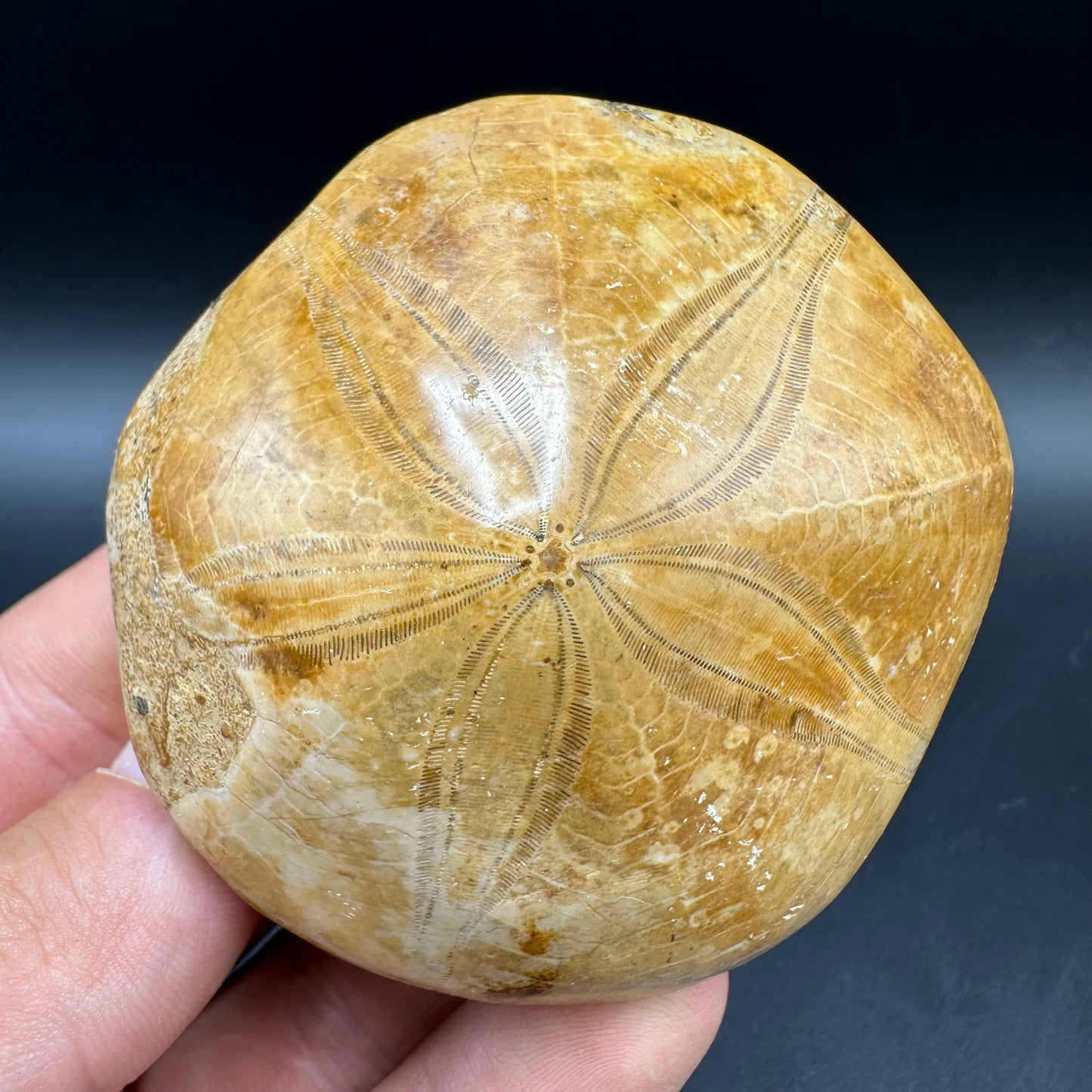 Holectypus Sea Urchin Fossil With Box And Stand - Middle Jurassic Madagascar